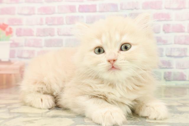 新潟県のミヌエット (Coo&RIKU新潟西店/2025年9月16日生まれ/女の子/クリームタビー)の子猫の3枚目の画像