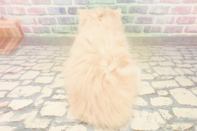 新潟県のミヌエット (Coo&RIKU新潟西店/2025年9月16日生まれ/女の子/クリームタビー)の子猫の4枚目の画像