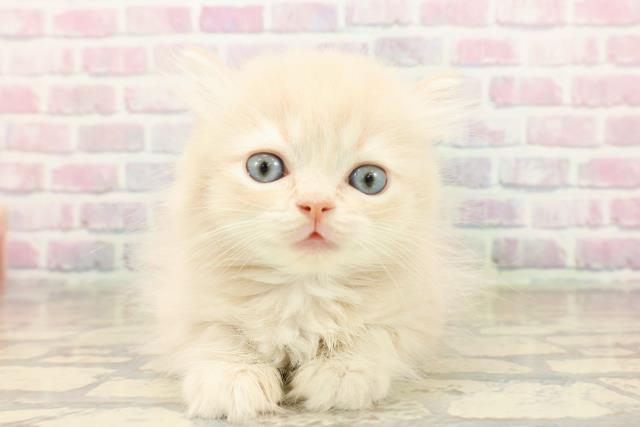 ミヌエット（長足）