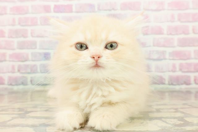 宮城県のミヌエット (Coo&RIKU仙台太白店/2025年9月16日生まれ/女の子/クリームタビー)の子猫の1枚目の画像