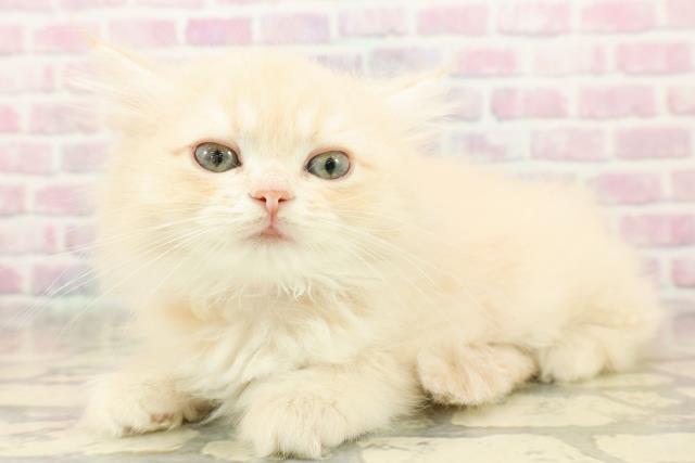 宮城県のミヌエット (Coo&RIKU仙台太白店/2025年9月16日生まれ/女の子/クリームタビー)の子猫の2枚目の画像