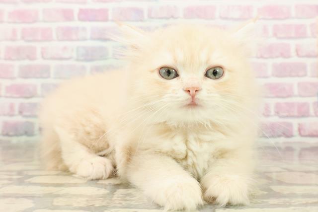 宮城県のミヌエット (Coo&RIKU仙台太白店/2025年9月16日生まれ/女の子/クリームタビー)の子猫の3枚目の画像