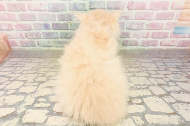 宮城県のミヌエット (Coo&RIKU仙台太白店/2025年9月16日生まれ/女の子/クリームタビー)の子猫の4枚目の画像