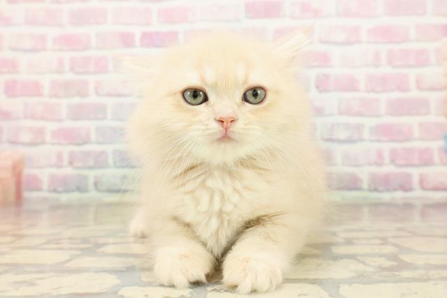 茨城県のミヌエット (Coo&RIKU石岡店/2025年9月16日生まれ/男の子/クリームタビー)の子猫の1枚目の画像