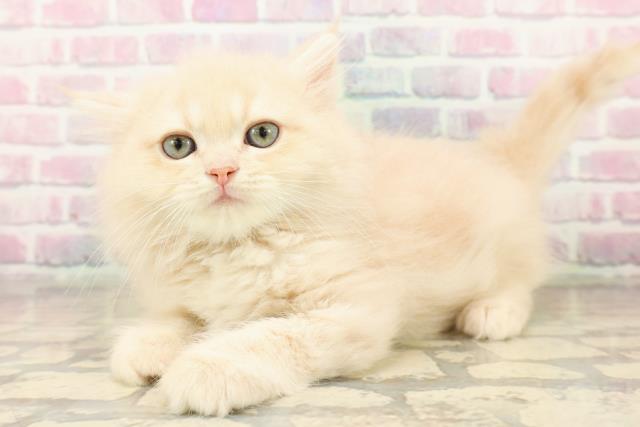 茨城県のミヌエット (Coo&RIKU石岡店/2025年9月16日生まれ/男の子/クリームタビー)の子猫の2枚目の画像