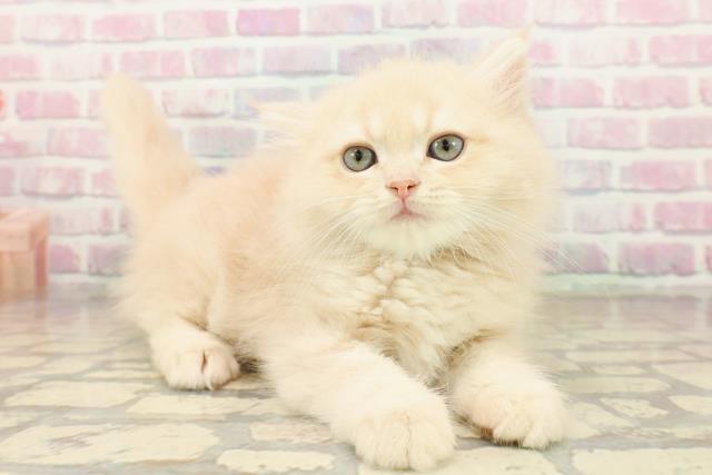 茨城県のミヌエット (Coo&RIKU石岡店/2025年9月16日生まれ/男の子/クリームタビー)の子猫の3枚目の画像