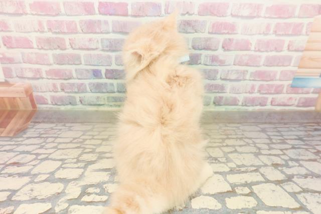 茨城県のミヌエット (Coo&RIKU石岡店/2025年9月16日生まれ/男の子/クリームタビー)の子猫の4枚目の画像