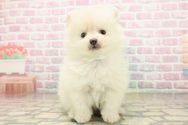 長野県のポメラニアン (Coo&RIKUコメリパワー長野東部店/2025年9月23日生まれ/男の子/クリーム)の子犬の1枚目の画像