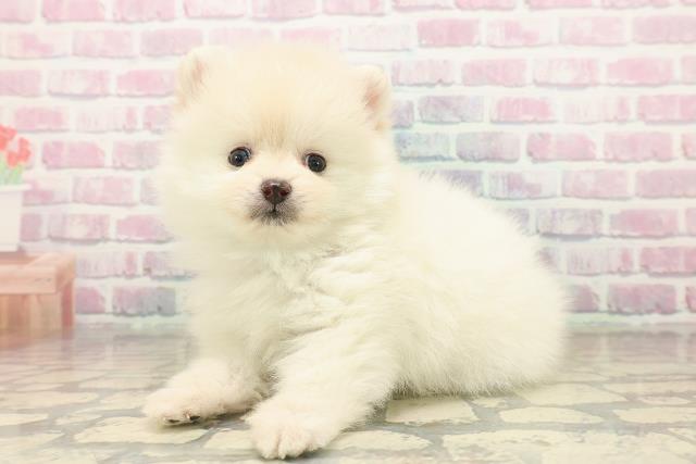 長野県のポメラニアン (Coo&RIKUコメリパワー長野東部店/2025年9月23日生まれ/男の子/クリーム)の子犬の2枚目の画像