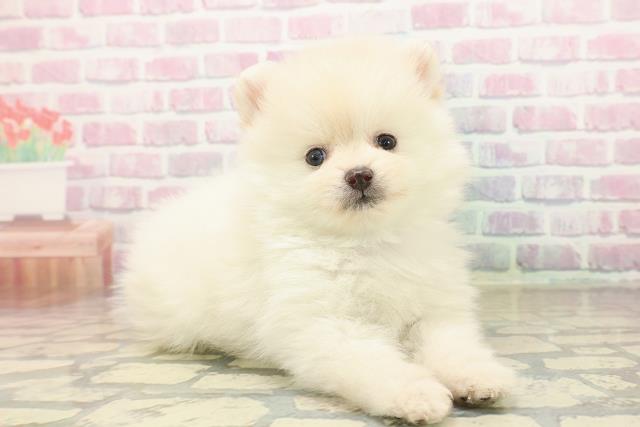 長野県のポメラニアン (Coo&RIKUコメリパワー長野東部店/2025年9月23日生まれ/男の子/クリーム)の子犬の3枚目の画像