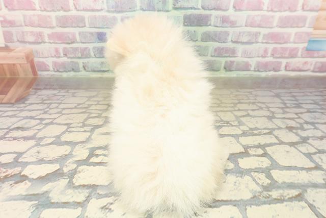 長野県のポメラニアン (Coo&RIKUコメリパワー長野東部店/2025年9月23日生まれ/男の子/クリーム)の子犬の4枚目の画像