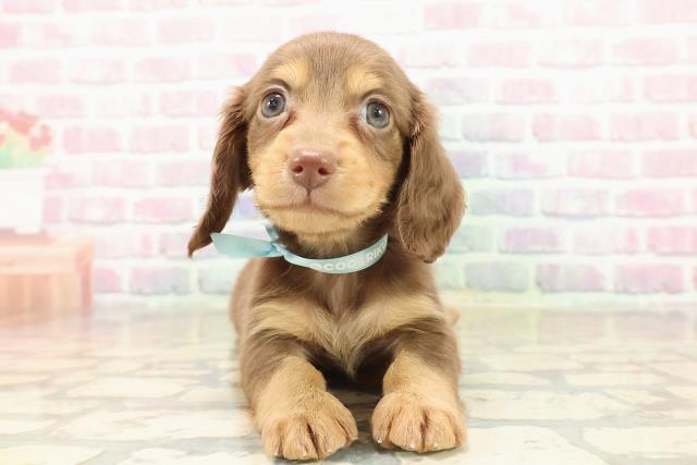 神奈川県のカニンヘンダックスフンド(ロング) (Coo&RIKU相模原店/2025年9月21日生まれ/男の子/チョコレートタン)の子犬