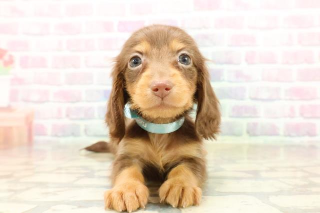 茨城県のカニンヘンダックスフンド(ロング) (Coo&RIKU石岡店/2025年9月21日生まれ/男の子/チョコレートタン)の子犬の1枚目の画像