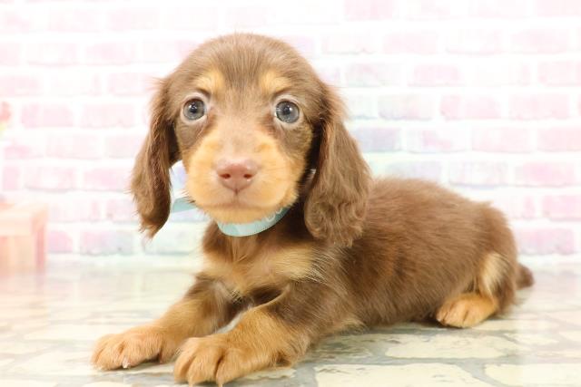 茨城県のカニンヘンダックスフンド(ロング) (Coo&RIKU石岡店/2025年9月21日生まれ/男の子/チョコレートタン)の子犬の2枚目の画像