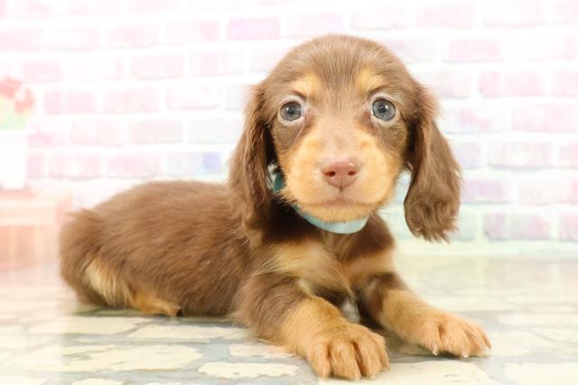 茨城県のカニンヘンダックスフンド(ロング) (Coo&RIKU石岡店/2025年9月21日生まれ/男の子/チョコレートタン)の子犬の3枚目の画像