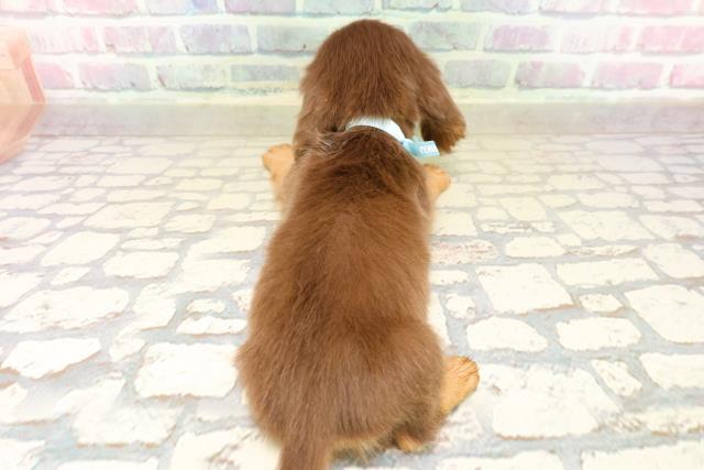 茨城県のカニンヘンダックスフンド(ロング) (Coo&RIKU石岡店/2025年9月21日生まれ/男の子/チョコレートタン)の子犬の4枚目の画像