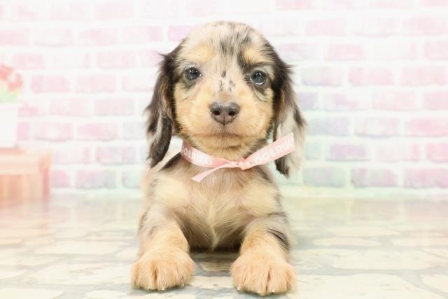 千葉県のカニンヘンダックスフンド(ロング) (Coo&RIKU東船橋店/2025年9月21日生まれ/女の子/シルバーダップル)の子犬の1枚目の画像