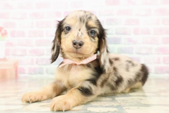 千葉県のカニンヘンダックスフンド(ロング) (Coo&RIKU東船橋店/2025年9月21日生まれ/女の子/シルバーダップル)の子犬の2枚目の画像