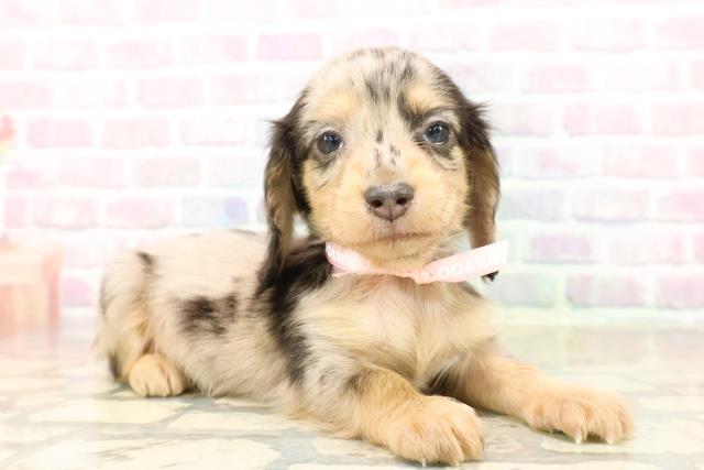 千葉県のカニンヘンダックスフンド(ロング) (Coo&RIKU東船橋店/2025年9月21日生まれ/女の子/シルバーダップル)の子犬の3枚目の画像