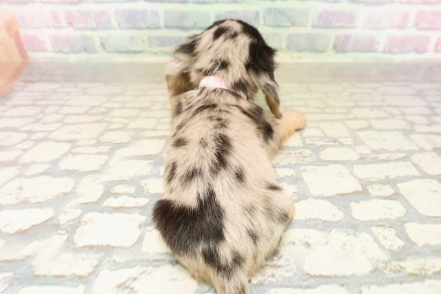 千葉県のカニンヘンダックスフンド(ロング) (Coo&RIKU東船橋店/2025年9月21日生まれ/女の子/シルバーダップル)の子犬の4枚目の画像