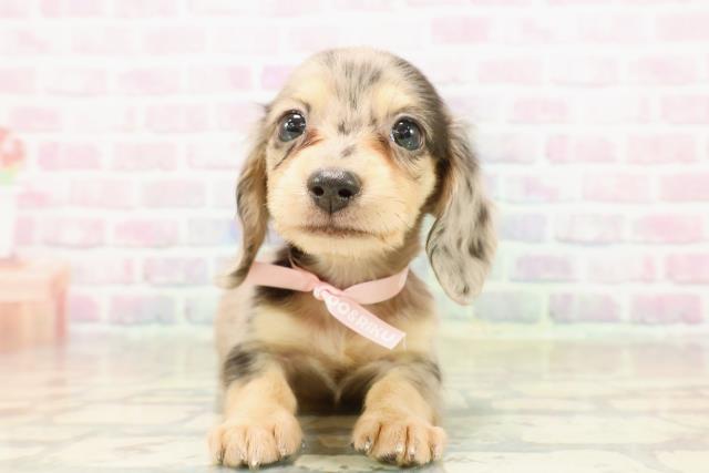 石川県のカニンヘンダックスフンド(ロング) (Coo&RIKUイオン野々市南店/2025年9月21日生まれ/女の子/シルバーダップル)の子犬の1枚目の画像