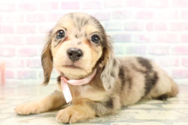 石川県のカニンヘンダックスフンド(ロング) (Coo&RIKUイオン野々市南店/2025年9月21日生まれ/女の子/シルバーダップル)の子犬の2枚目の画像