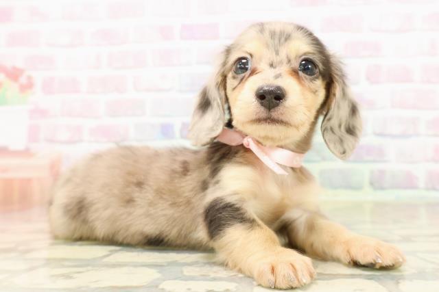 石川県のカニンヘンダックスフンド(ロング) (Coo&RIKUイオン野々市南店/2025年9月21日生まれ/女の子/シルバーダップル)の子犬の3枚目の画像