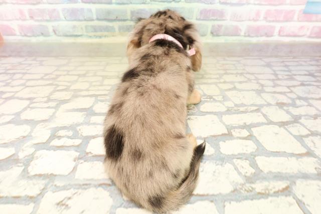 石川県のカニンヘンダックスフンド(ロング) (Coo&RIKUイオン野々市南店/2025年9月21日生まれ/女の子/シルバーダップル)の子犬の4枚目の画像