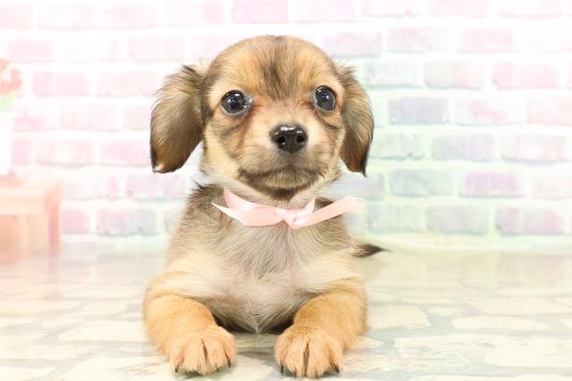 福島県のチワックス(チワワ×ダックス) (Coo&RIKUいわき店/2025年9月22日生まれ/女の子/レッド)の子犬