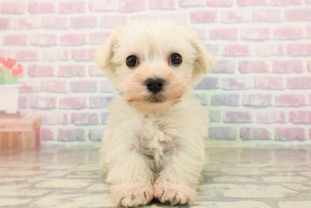 福島県のシュナマル/マルシュナ(シュナウザー×マルチーズ) (Coo&RIKUいわき店/2025年9月19日生まれ/男の子/クリーム)の子犬の1枚目の画像