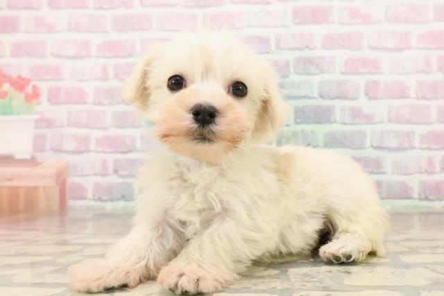 福島県のシュナマル/マルシュナ(シュナウザー×マルチーズ) (Coo&RIKUいわき店/2025年9月19日生まれ/男の子/クリーム)の子犬の2枚目の画像