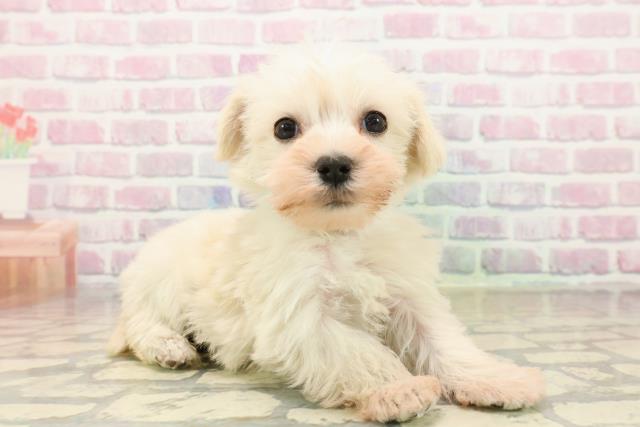 福島県のシュナマル/マルシュナ(シュナウザー×マルチーズ) (Coo&RIKUいわき店/2025年9月19日生まれ/男の子/クリーム)の子犬の3枚目の画像