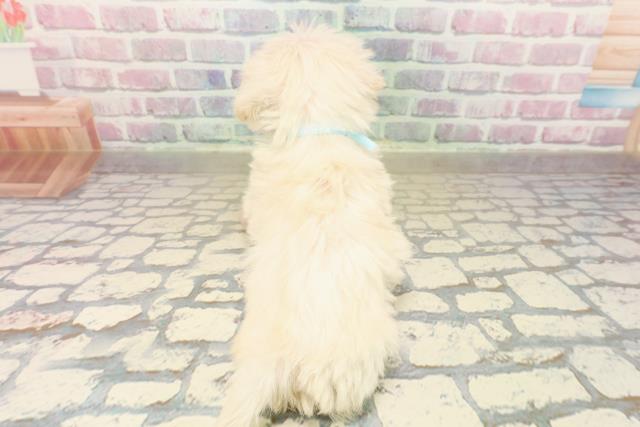 福島県のシュナマル/マルシュナ(シュナウザー×マルチーズ) (Coo&RIKUいわき店/2025年9月19日生まれ/男の子/クリーム)の子犬の4枚目の画像