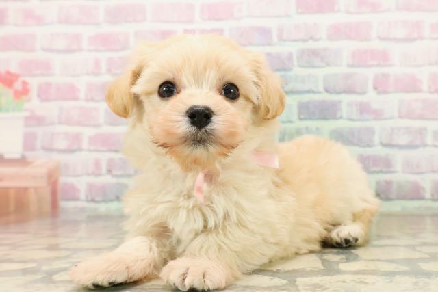 長野県のシュナマル/マルシュナ(シュナウザー×マルチーズ) (Coo&RIKU綿半上田店/2025年9月19日生まれ/女の子/クリーム)の子犬の2枚目の画像