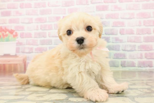 長野県のシュナマル/マルシュナ(シュナウザー×マルチーズ) (Coo&RIKU綿半上田店/2025年9月19日生まれ/女の子/クリーム)の子犬の3枚目の画像