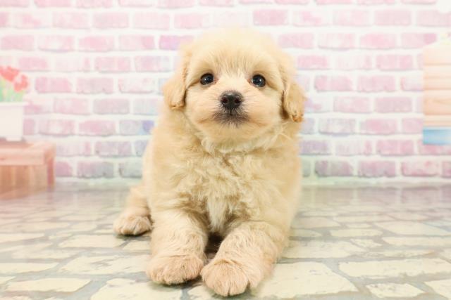 神奈川県のポメプー(ポメラニアン×プードル) (Coo&RIKU横浜旭店/2025年9月21日生まれ/男の子/アプリコット)の子犬の1枚目の画像