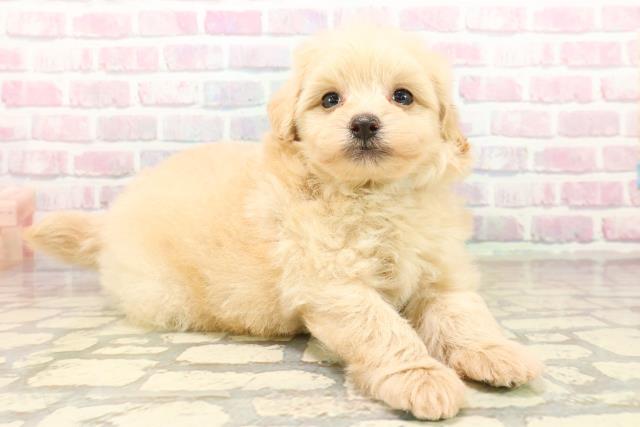 神奈川県のポメプー(ポメラニアン×プードル) (Coo&RIKU横浜旭店/2025年9月21日生まれ/男の子/アプリコット)の子犬の3枚目の画像