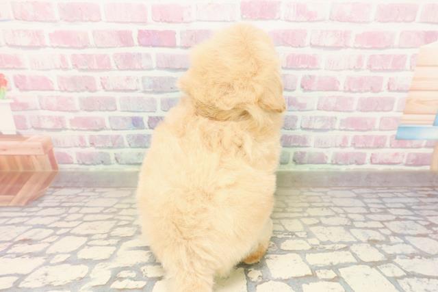 神奈川県のポメプー(ポメラニアン×プードル) (Coo&RIKU横浜旭店/2025年9月21日生まれ/男の子/アプリコット)の子犬の4枚目の画像