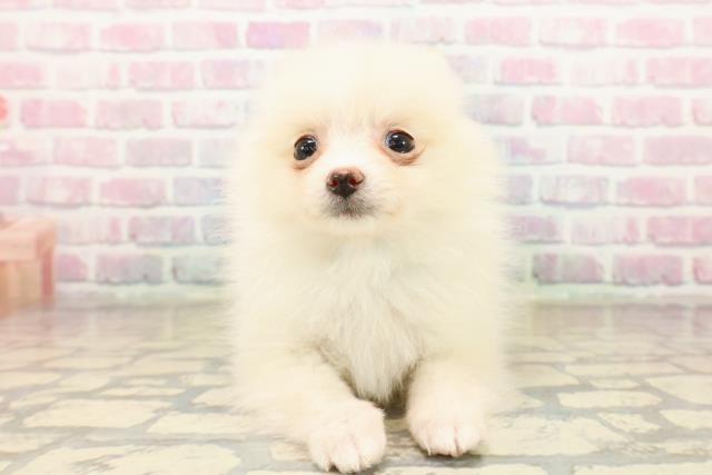 北海道のポメラニアン (Coo&RIKU苫小牧店/2025年9月17日生まれ/男の子/クリーム)の子犬