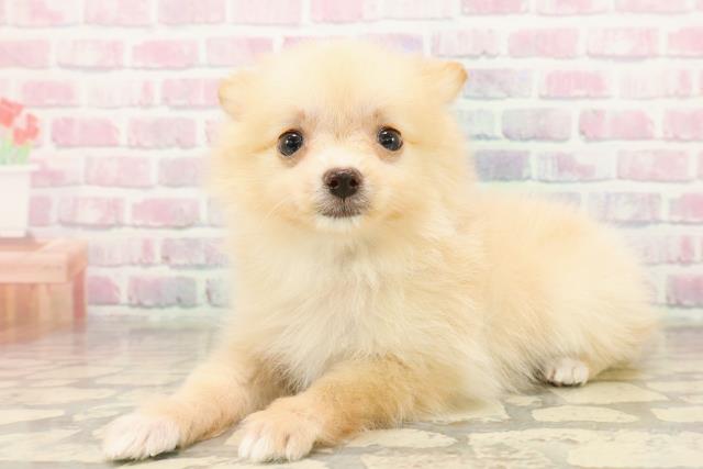 長野県のポメラニアン (Coo&RIKU綿半中野店/2025年9月17日生まれ/男の子/クリーム)の子犬の2枚目の画像