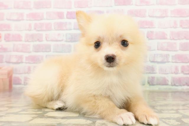 長野県のポメラニアン (Coo&RIKU綿半中野店/2025年9月17日生まれ/男の子/クリーム)の子犬の3枚目の画像