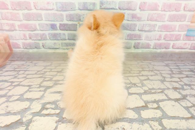 長野県のポメラニアン (Coo&RIKU綿半中野店/2025年9月17日生まれ/男の子/クリーム)の子犬の4枚目の画像