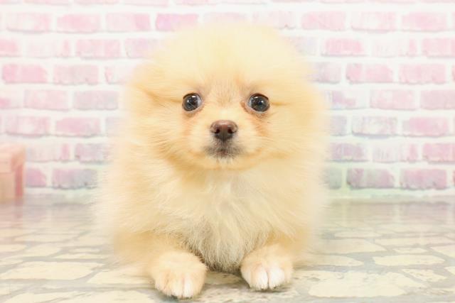 北海道のポメラニアン (Coo&RIKU旭川店/2025年9月17日生まれ/女の子/クリーム)の子犬