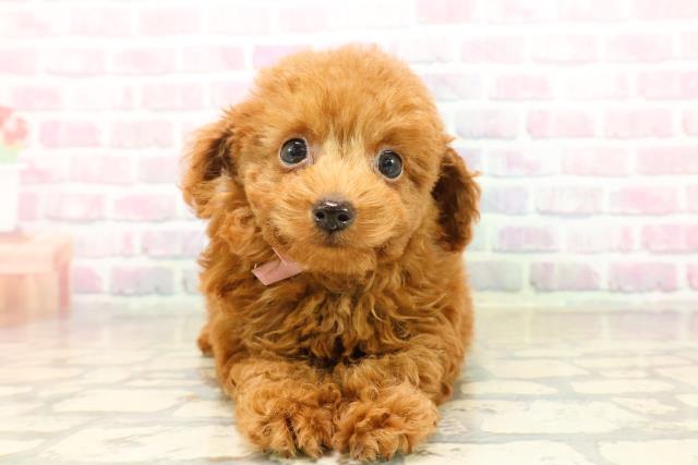 新潟県のトイプードル(トイ) (Coo&RIKU上越店/2025年9月19日生まれ/女の子/レッド)の子犬の1枚目の画像