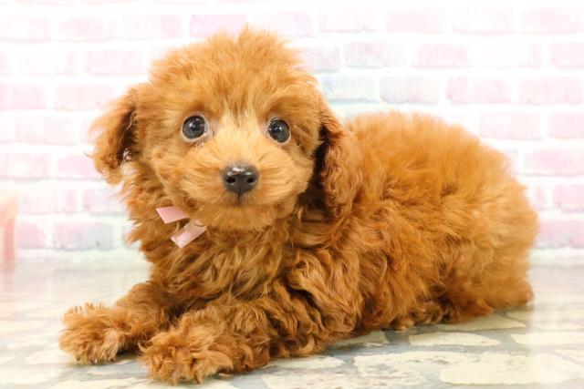 新潟県のトイプードル(トイ) (Coo&RIKU上越店/2025年9月19日生まれ/女の子/レッド)の子犬の2枚目の画像