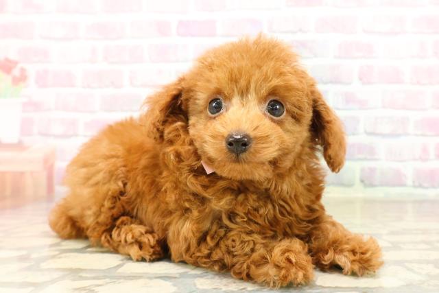 新潟県のトイプードル(トイ) (Coo&RIKU上越店/2025年9月19日生まれ/女の子/レッド)の子犬の3枚目の画像