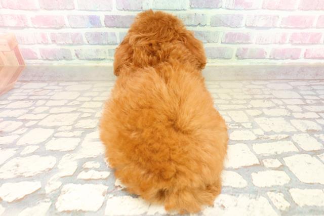 新潟県のトイプードル(トイ) (Coo&RIKU上越店/2025年9月19日生まれ/女の子/レッド)の子犬の4枚目の画像