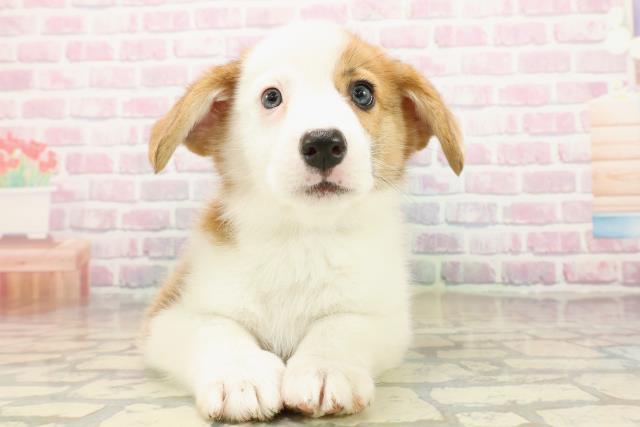 北海道のウェルシュコーギーペンブローク (Coo&RIKU札幌西店/2025年9月22日生まれ/男の子/レッドホワイト)の子犬の1枚目の画像