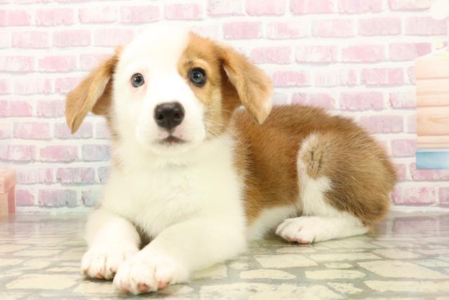 北海道のウェルシュコーギーペンブローク (Coo&RIKU札幌西店/2025年9月22日生まれ/男の子/レッドホワイト)の子犬の2枚目の画像