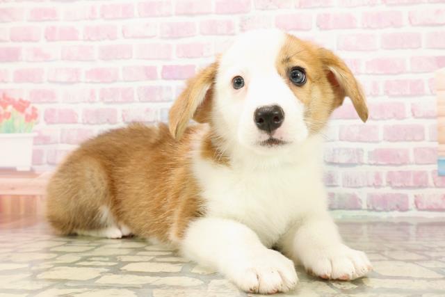 北海道のウェルシュコーギーペンブローク (Coo&RIKU札幌西店/2025年9月22日生まれ/男の子/レッドホワイト)の子犬の3枚目の画像